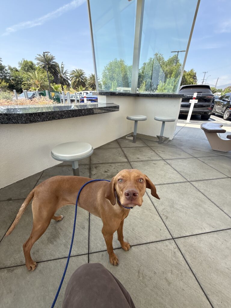 KAILANI | VIZSLA | BAKERSFIELD, CALIFORNIA