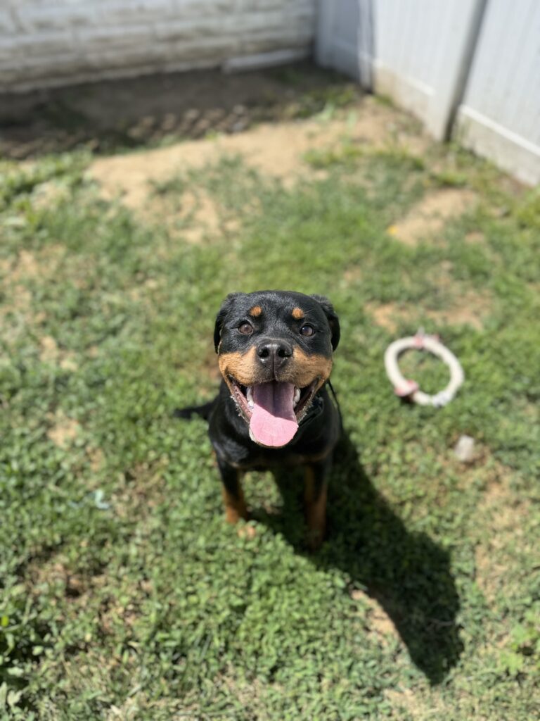 Jynx | Rottweiler | Bakersfield, CA