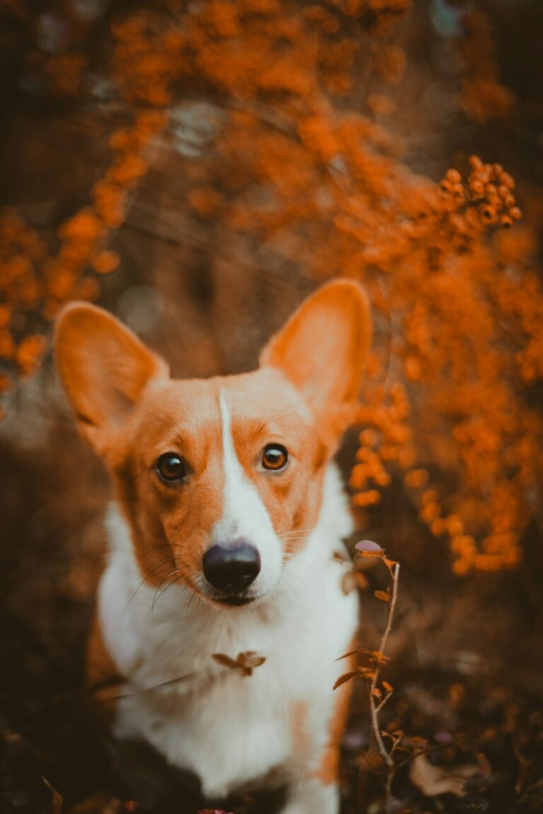 Master the Leave It Command: Protect Your Children’s Toys from Curious Dogs