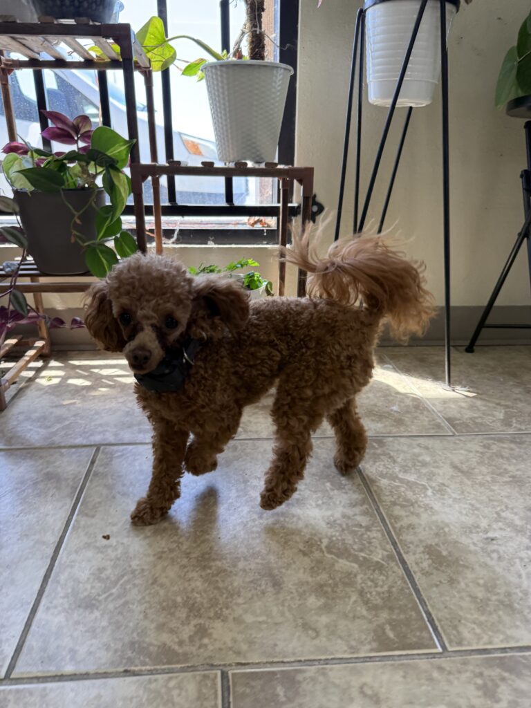 Minnie | Toy Poodle | Pismo Beach, California
