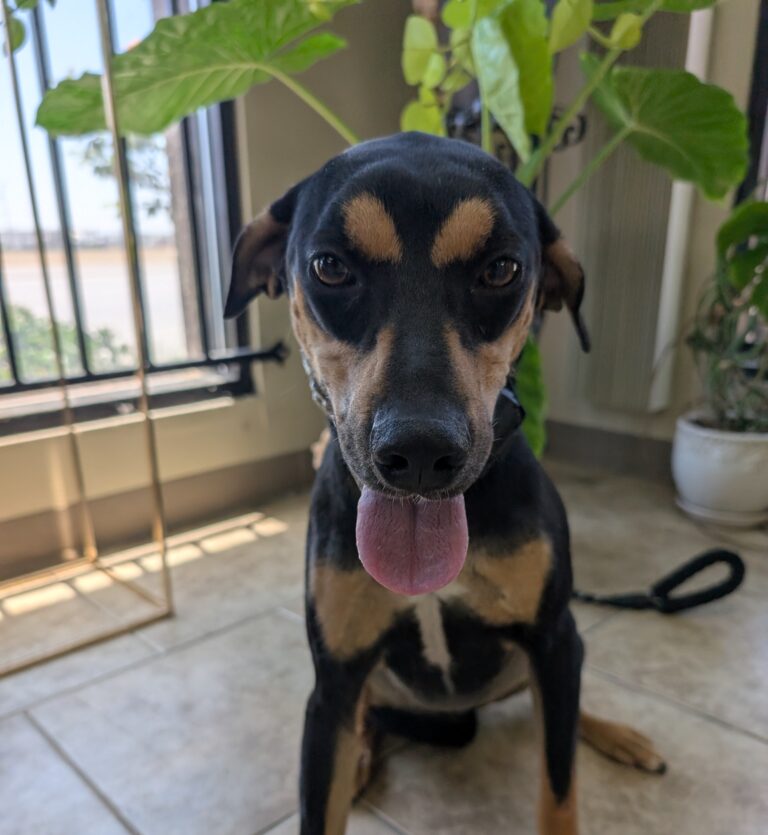 Bliss | Beagle-Doberman pinscher mix | Bakersfield, Ca