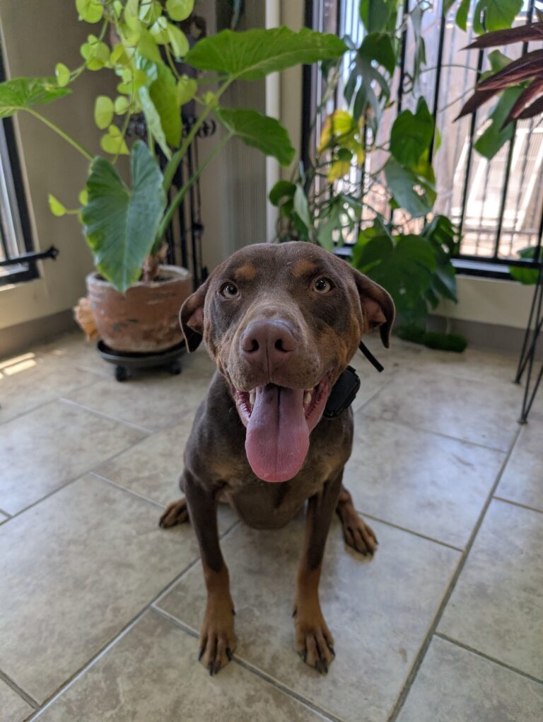 Cy | Beagle-Doberman pinscher mix | Bakersfield, Ca