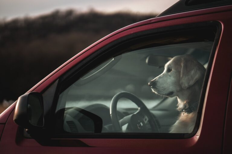 Prevent Dog Motion Sickness: Essential Training Tips for Peaceful Car Rides
