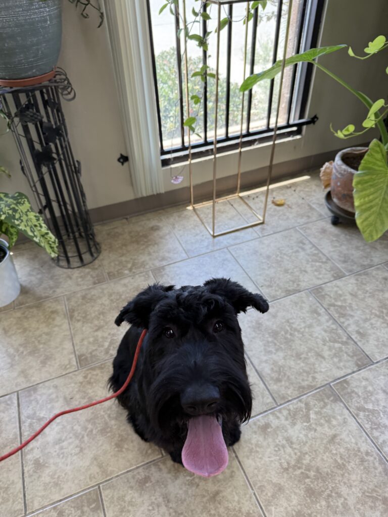 BELLE | GIANT SCHNAUZER | BAKERSFIELD, CALIFORNIA