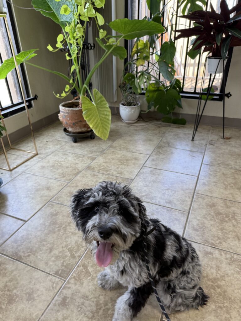 Buddy | Schnoodle | Tehachapi, California