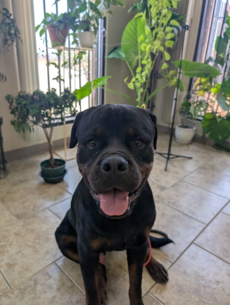Brutus | Rottweiler | Bakersfield, CA