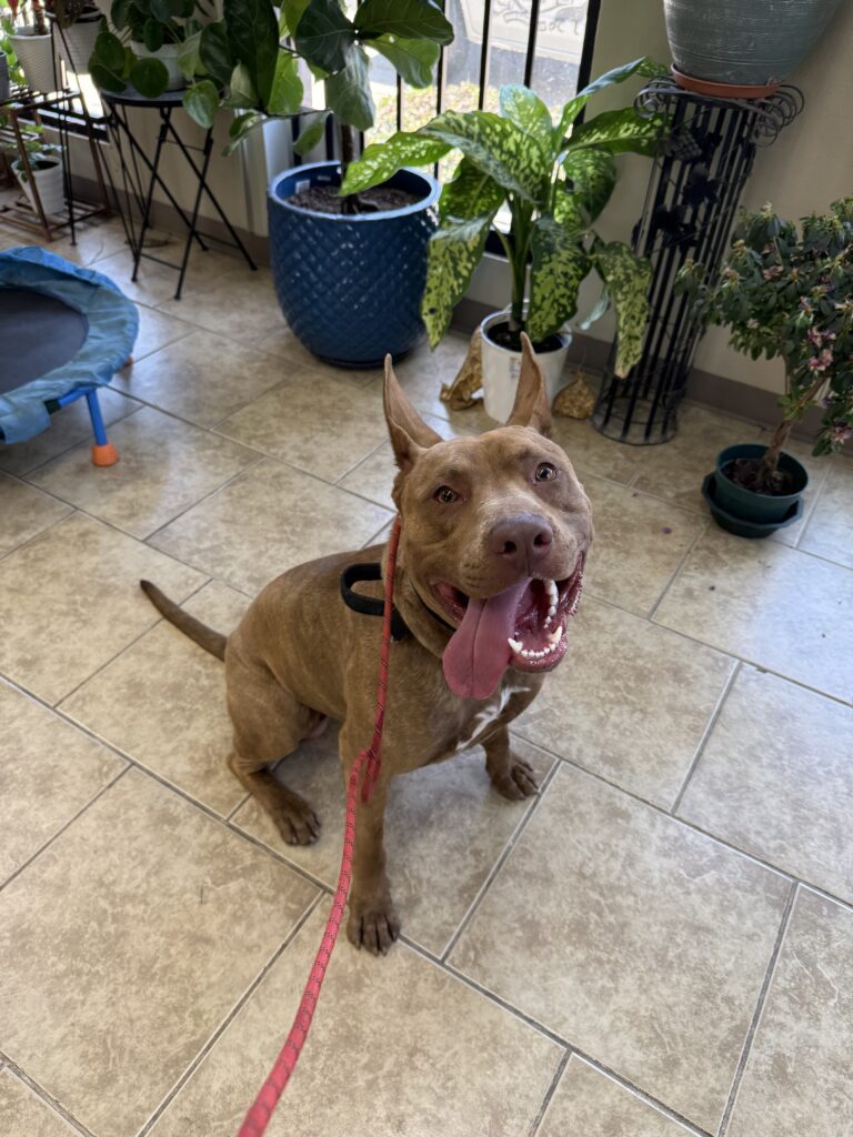 PERCY | SHEPHERD-PITBULL MIX | BAKERSFIELD, CALIFORNIA