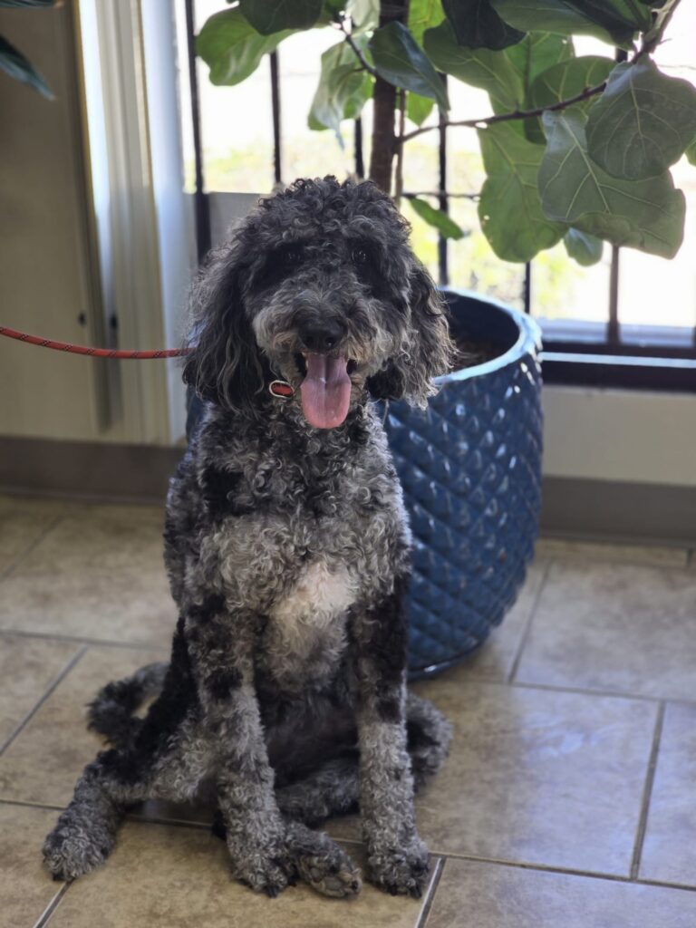 Cas | Golden Doodle | Bakersfield, CA