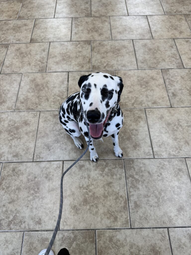 DOROTHY | DALMATIAN | BAKERSFIELD, CALIFORNIA