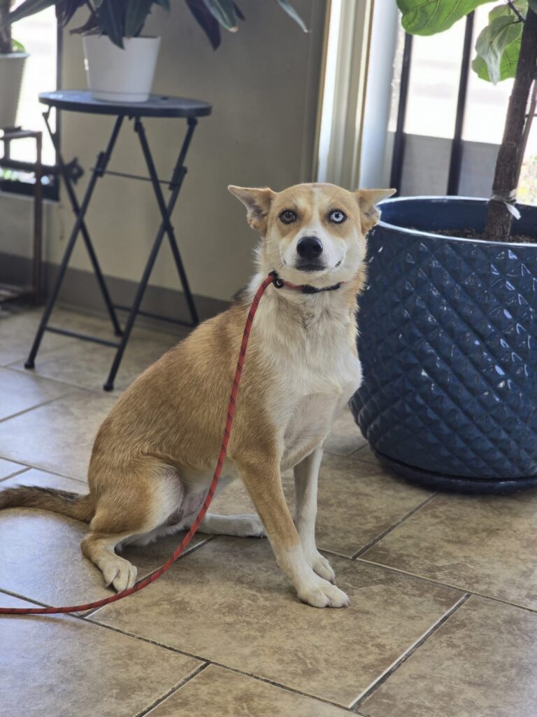 Port | Husky mix | Bakersfield, CA