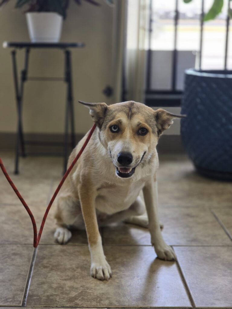 Star | Husky mix | Bakersfield, CA