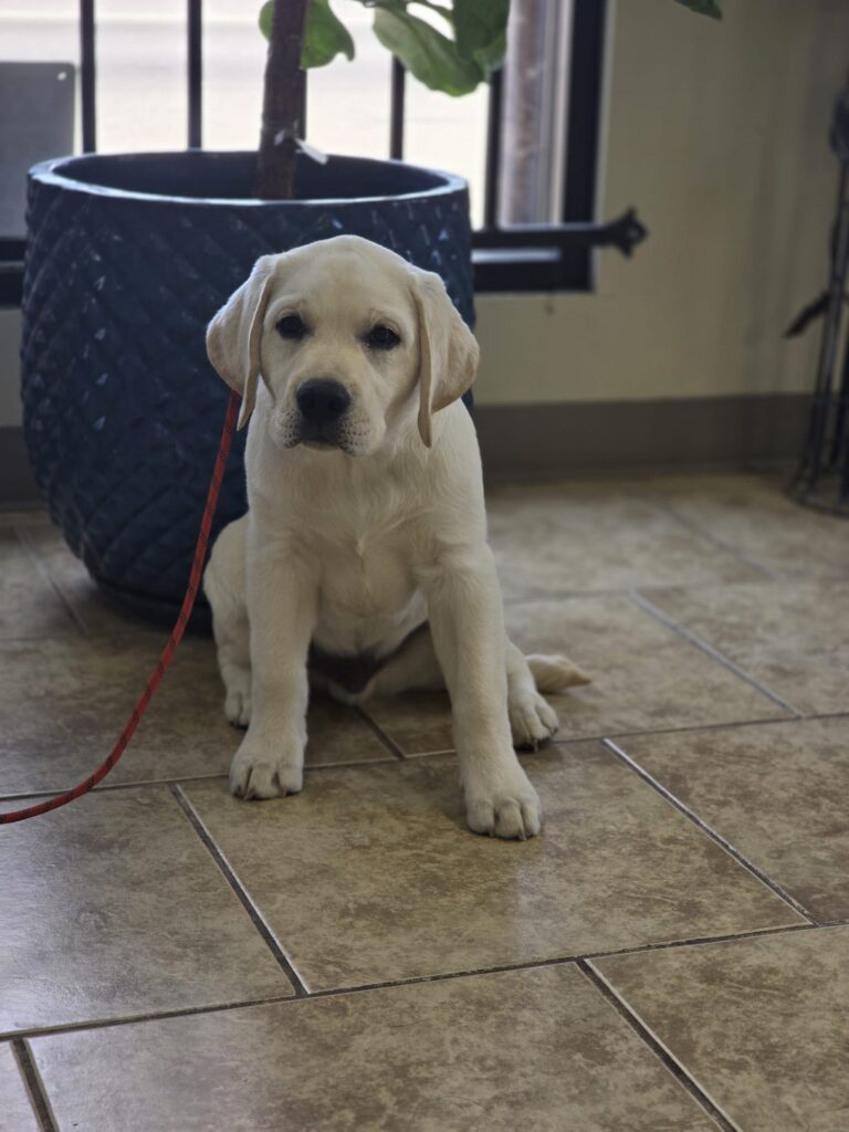 Koa | Labrador | Bakersfield, CA
