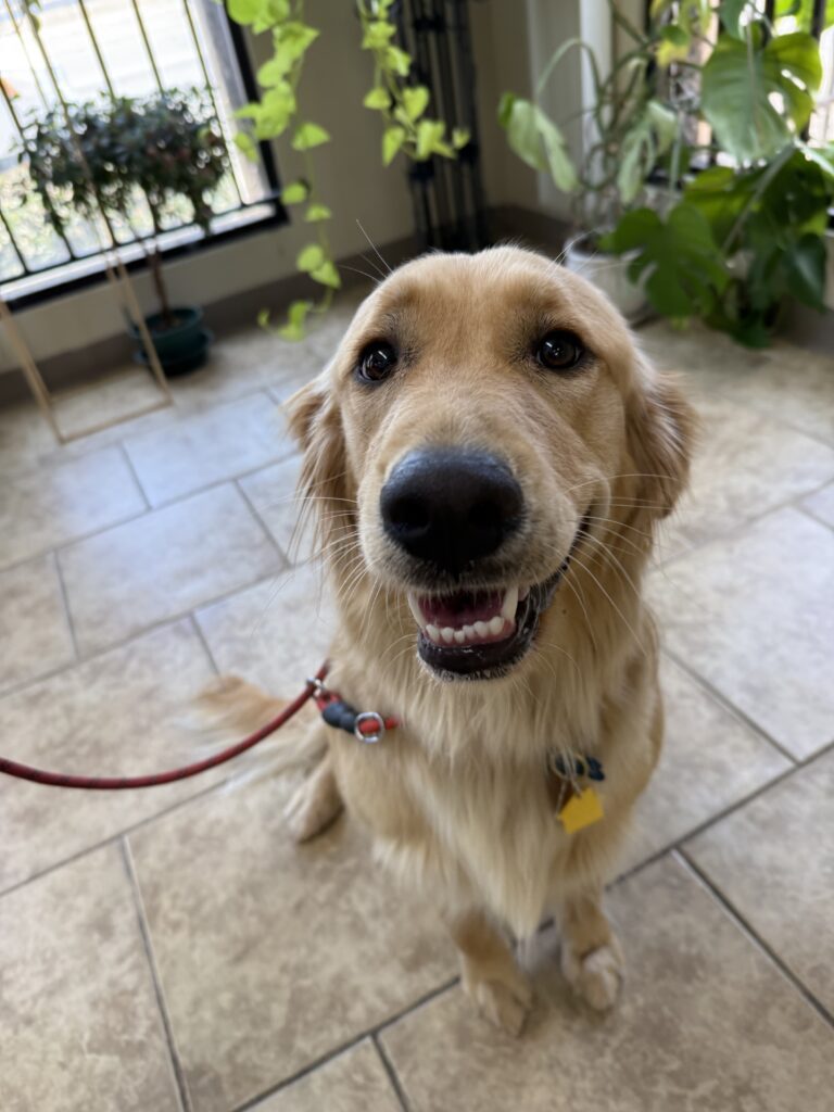 KATIE | GOLDEN RETRIEVER | BAKERSFIELD, CALIFORNIA