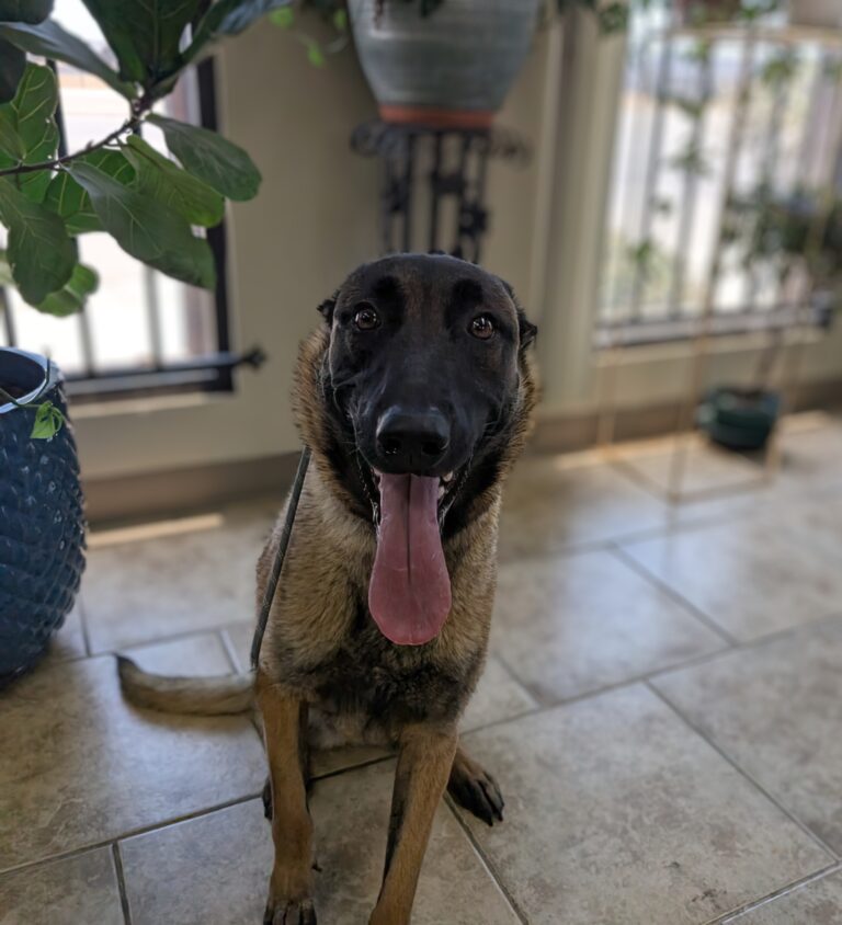 Mia | Belgian Malinois | Bakersfield, CA