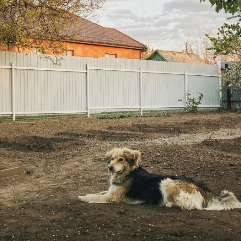 Backyard Safety for Dogs: BBQs, Kids, and Distractions
