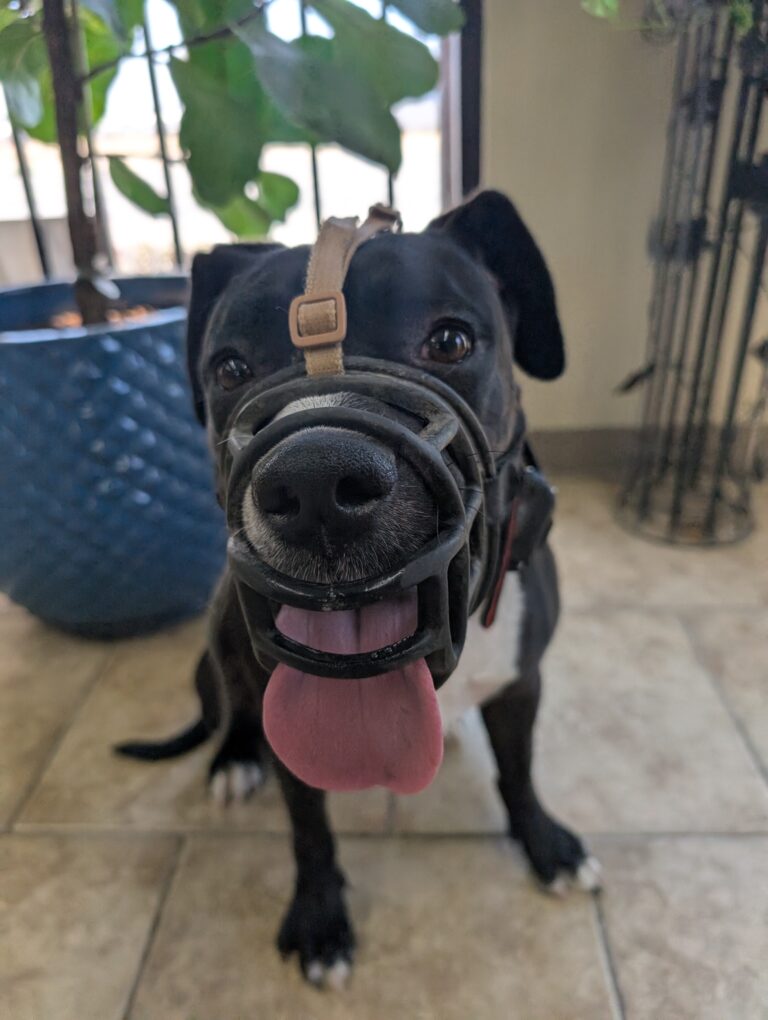 Luna | Pitbull-Staffy Terrier Mix| Bakersfield, CA