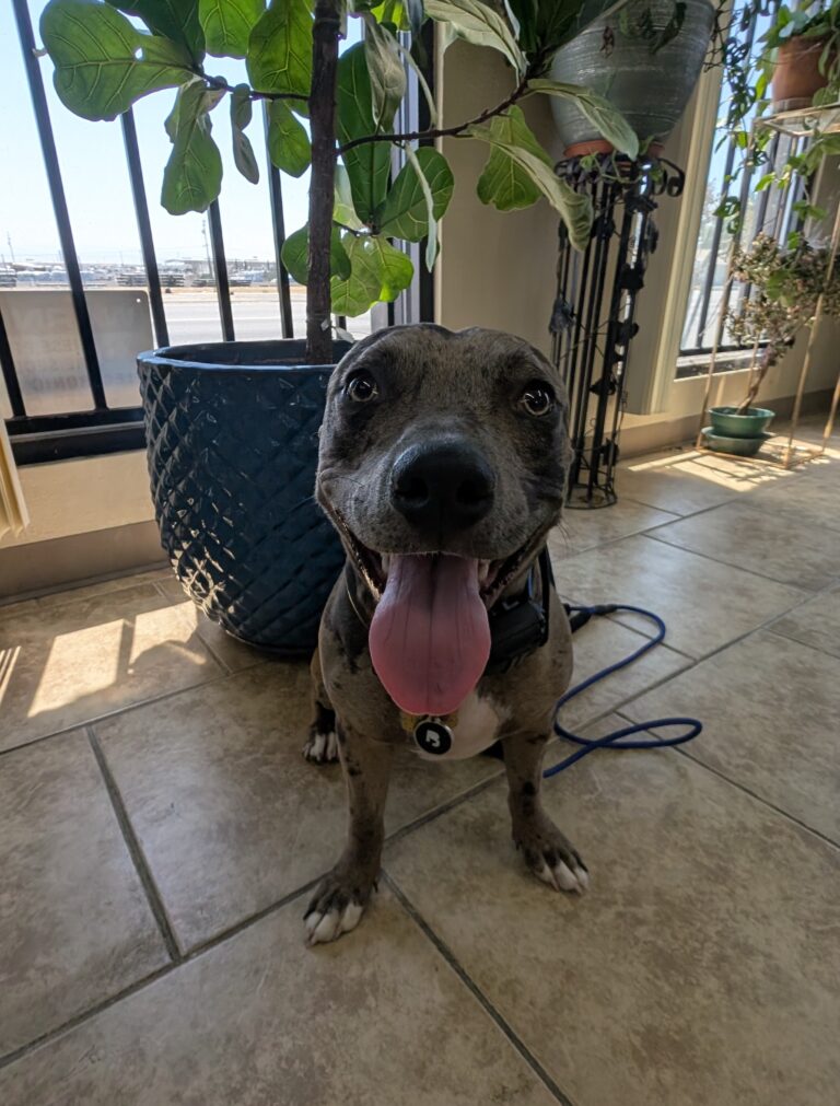 Pumpkin | Mix Breed | Bakersfield, CA