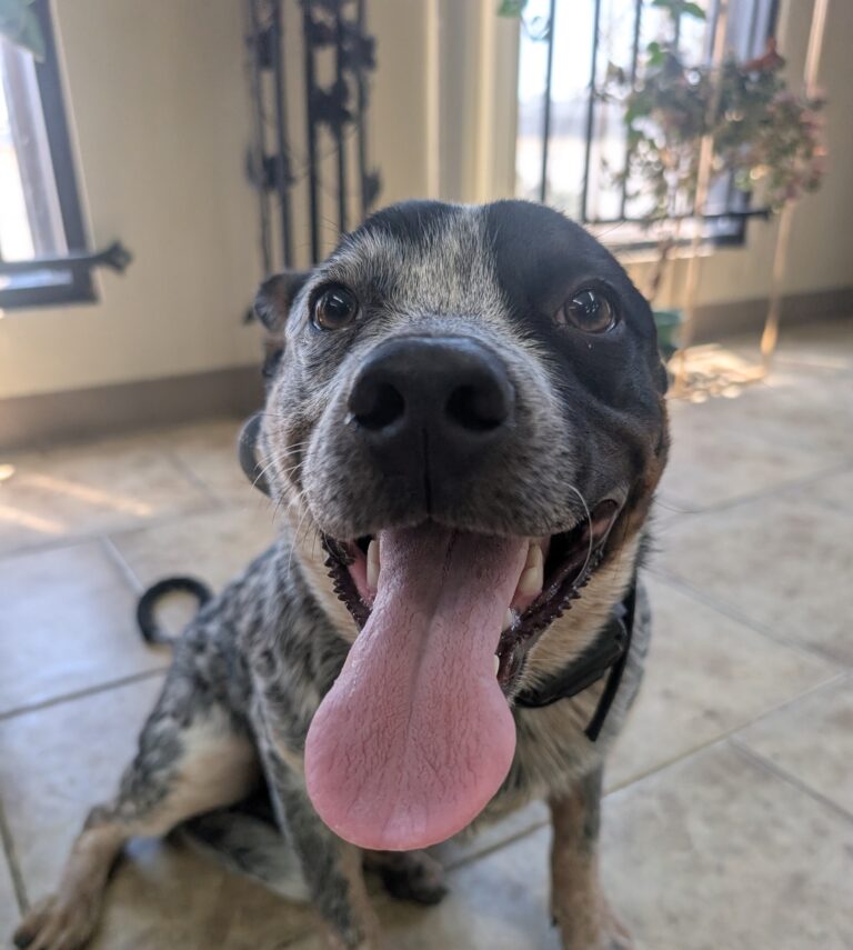 Leonardo | Australian Cattle dog | Bakersfield, CA