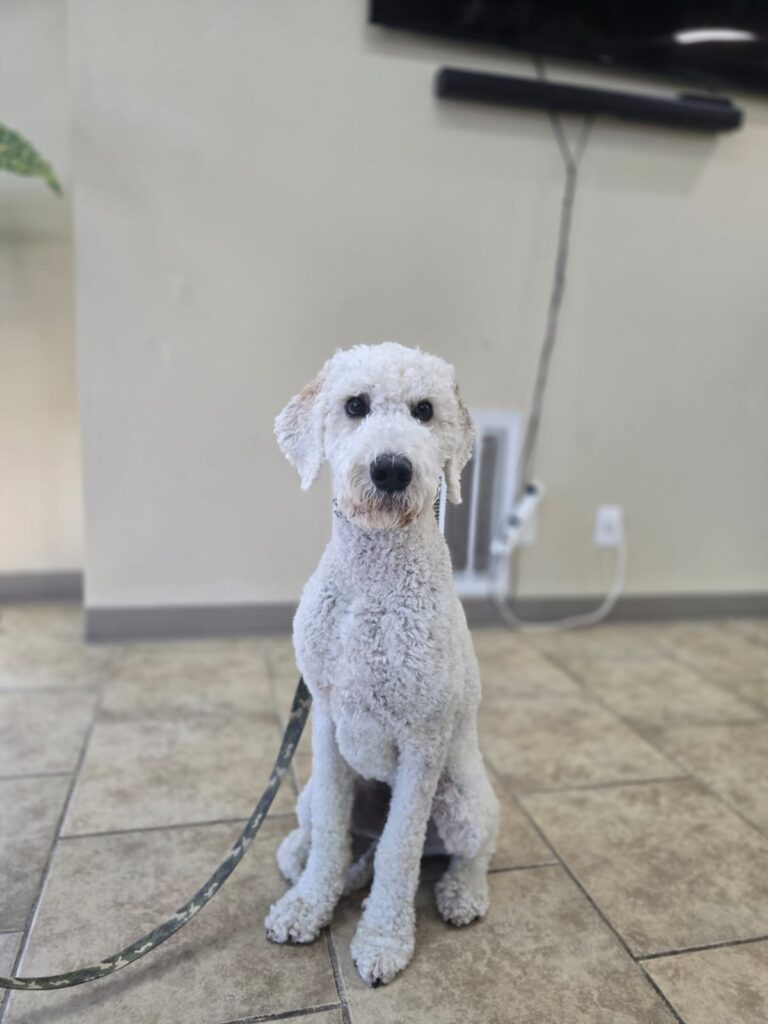 Yoshi | Standard Poodle | Bakersfield,CA