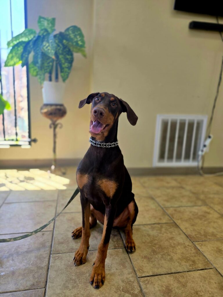 Showtime | Doberman Pinscher pup | Bakersfield, CA