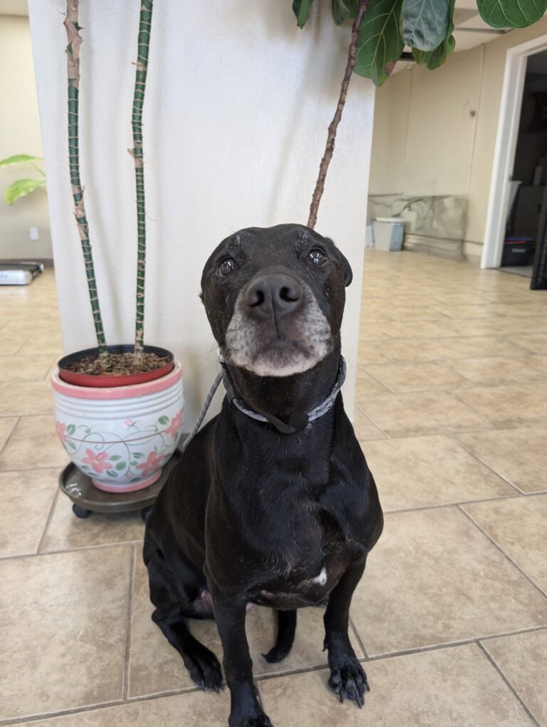 Nala | Mixed Labrador | Bakersfield, CA