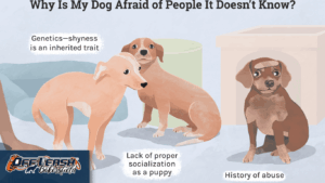 Helping dogs overcome fear of strangers.