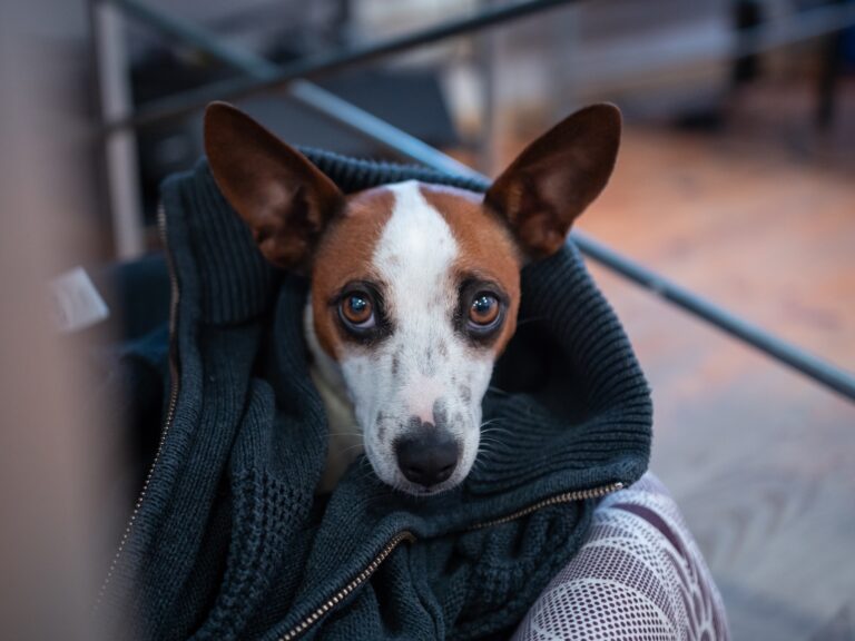 Helping Dogs Overcome Fear of Strangers | OLK9 Bakersfield