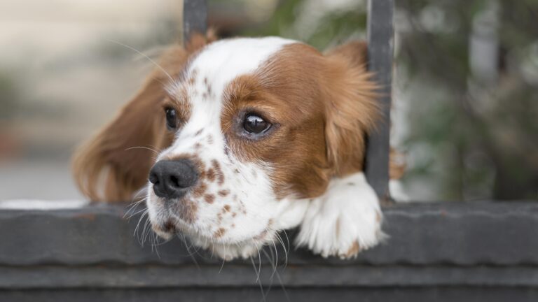 Building confidence in shy or rescued dogs.