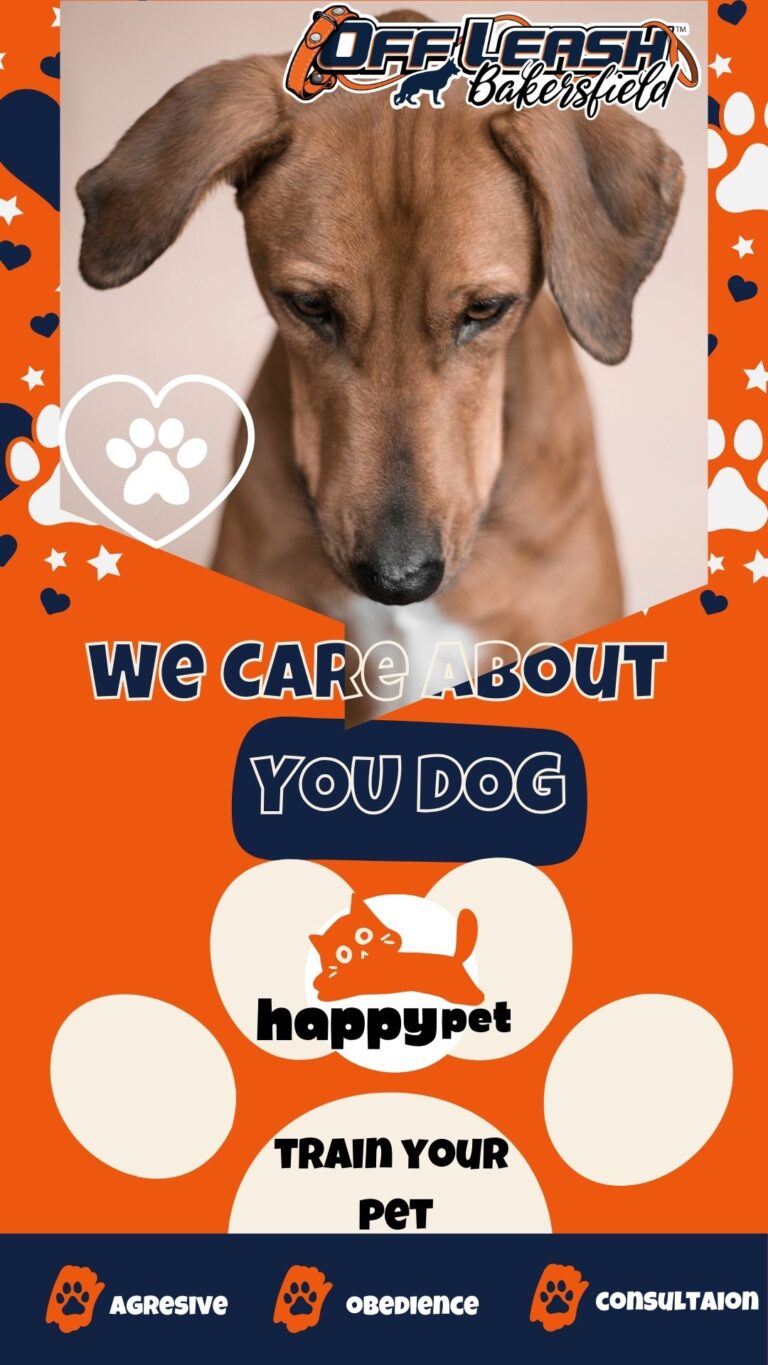 Helping Nervous Dogs Gain Freedom