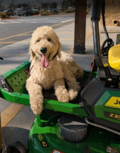 Heel and polite leash walking.