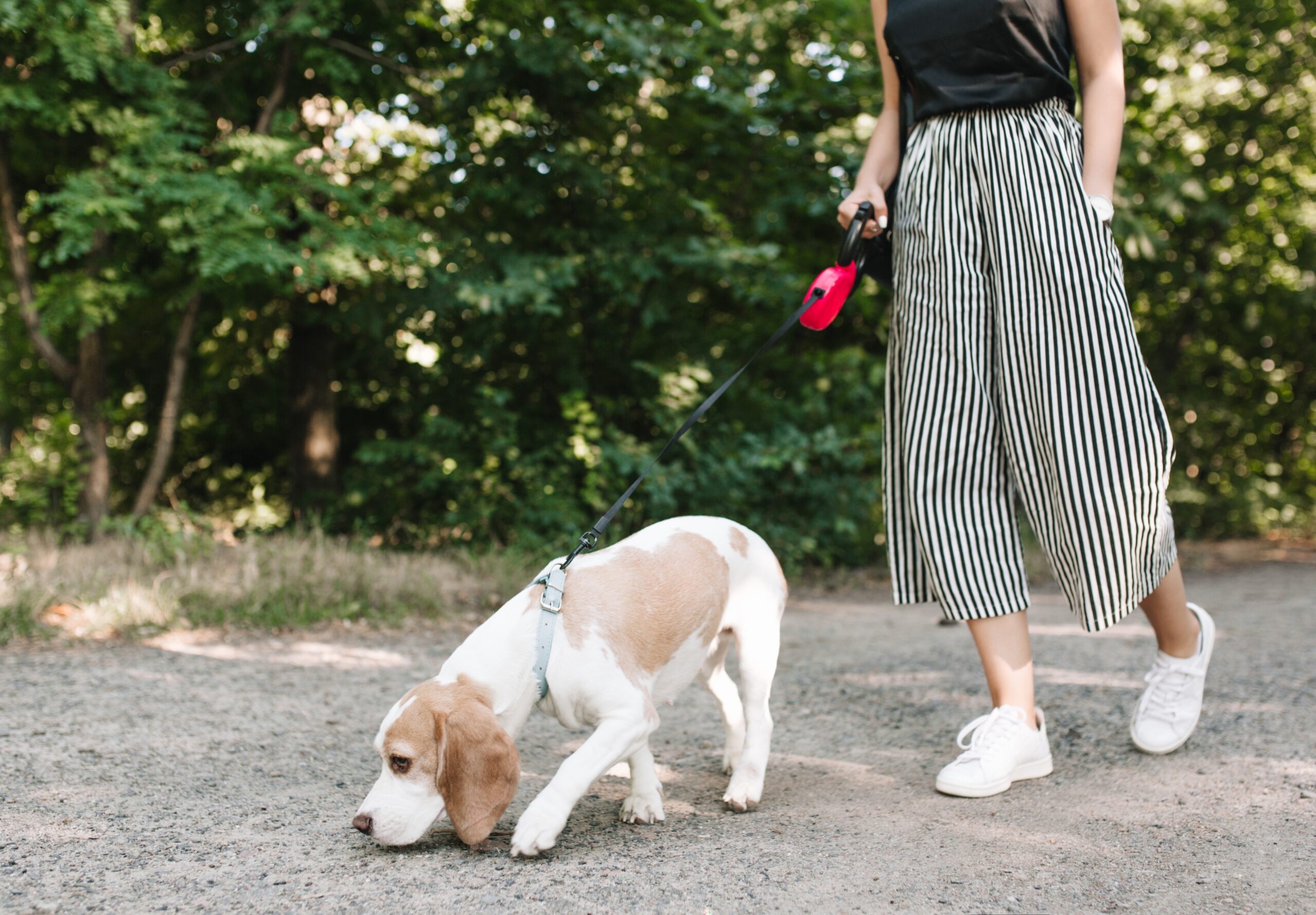 Heel and Polite Leash Walking Training for Well-Behaved Dogs | OLK9 Bakersfield