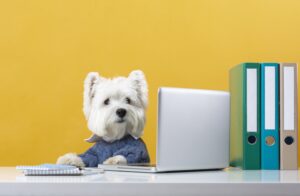 Board & Train Programs