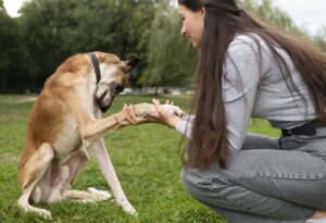 Behavior correction for dogs