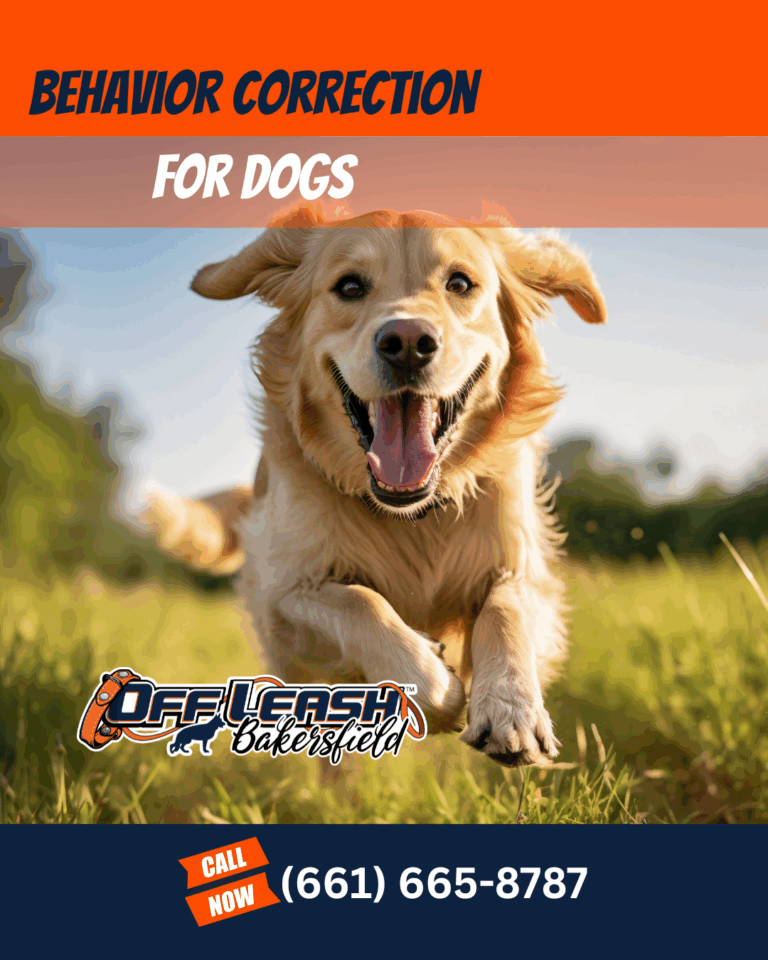 Behavior correction for dogs