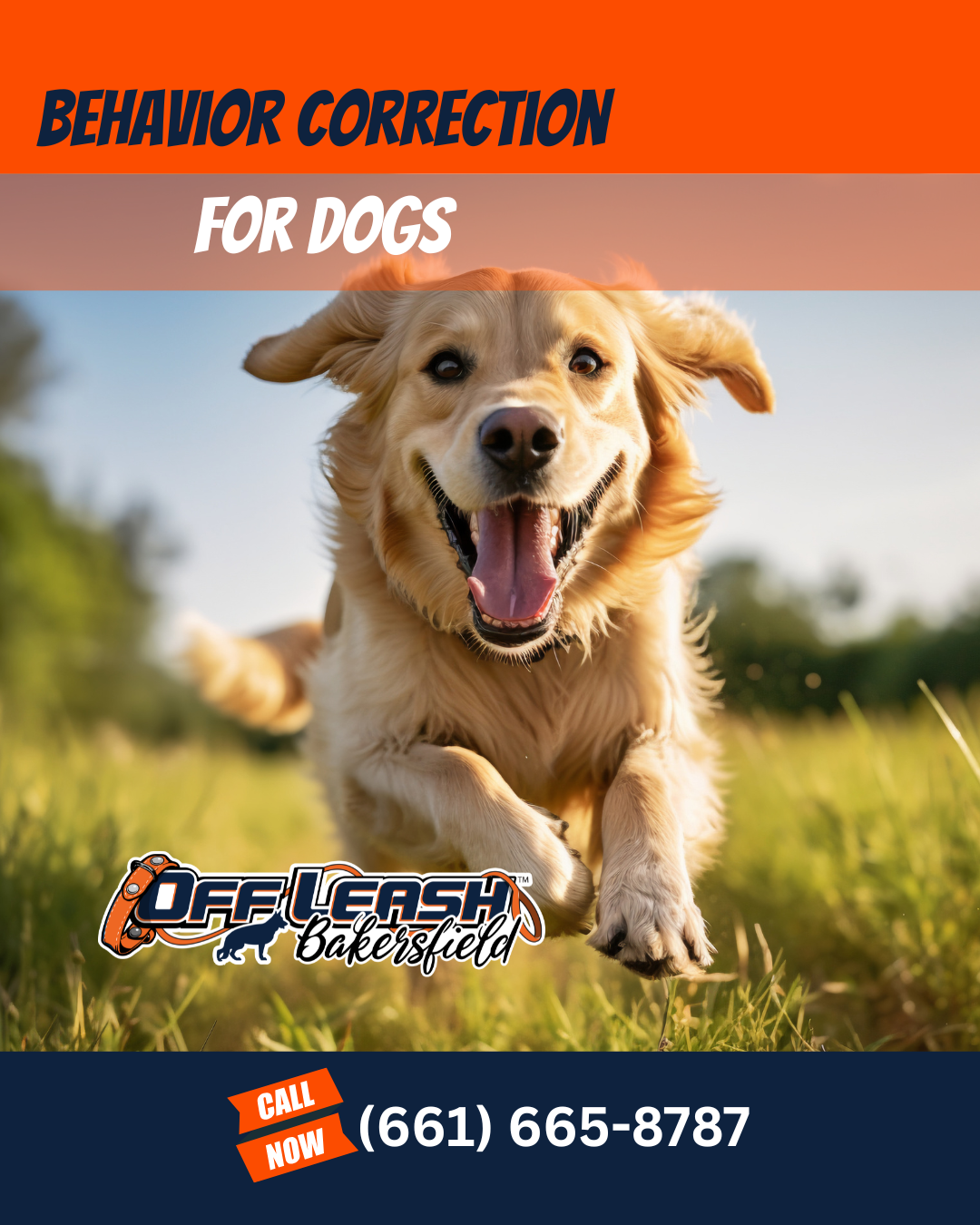 Behavior correction for dogs