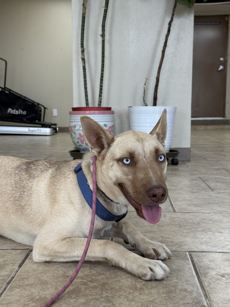 MIKLO | HUSKY MIX | BAKERSFIELD, CALIFORNIA