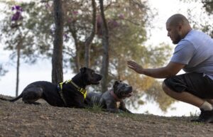 Proper Training for Off-Leash Adventures