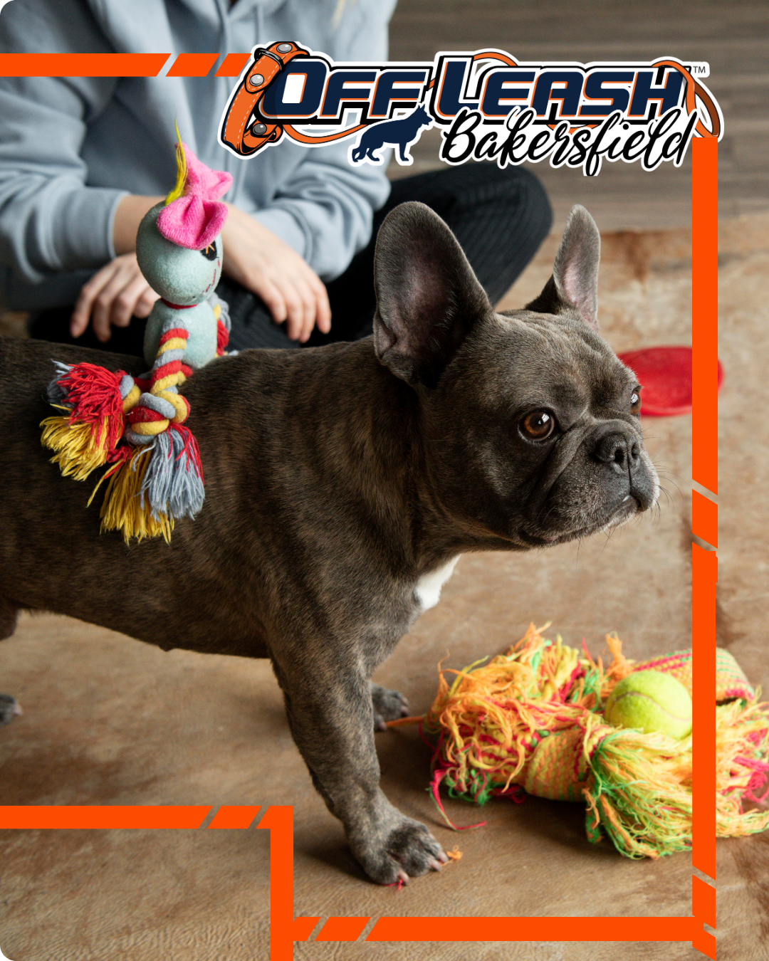 Brain games and enrichment activities for dogs