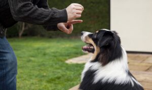 Training with Hand Signals – Silent communication with your dog.