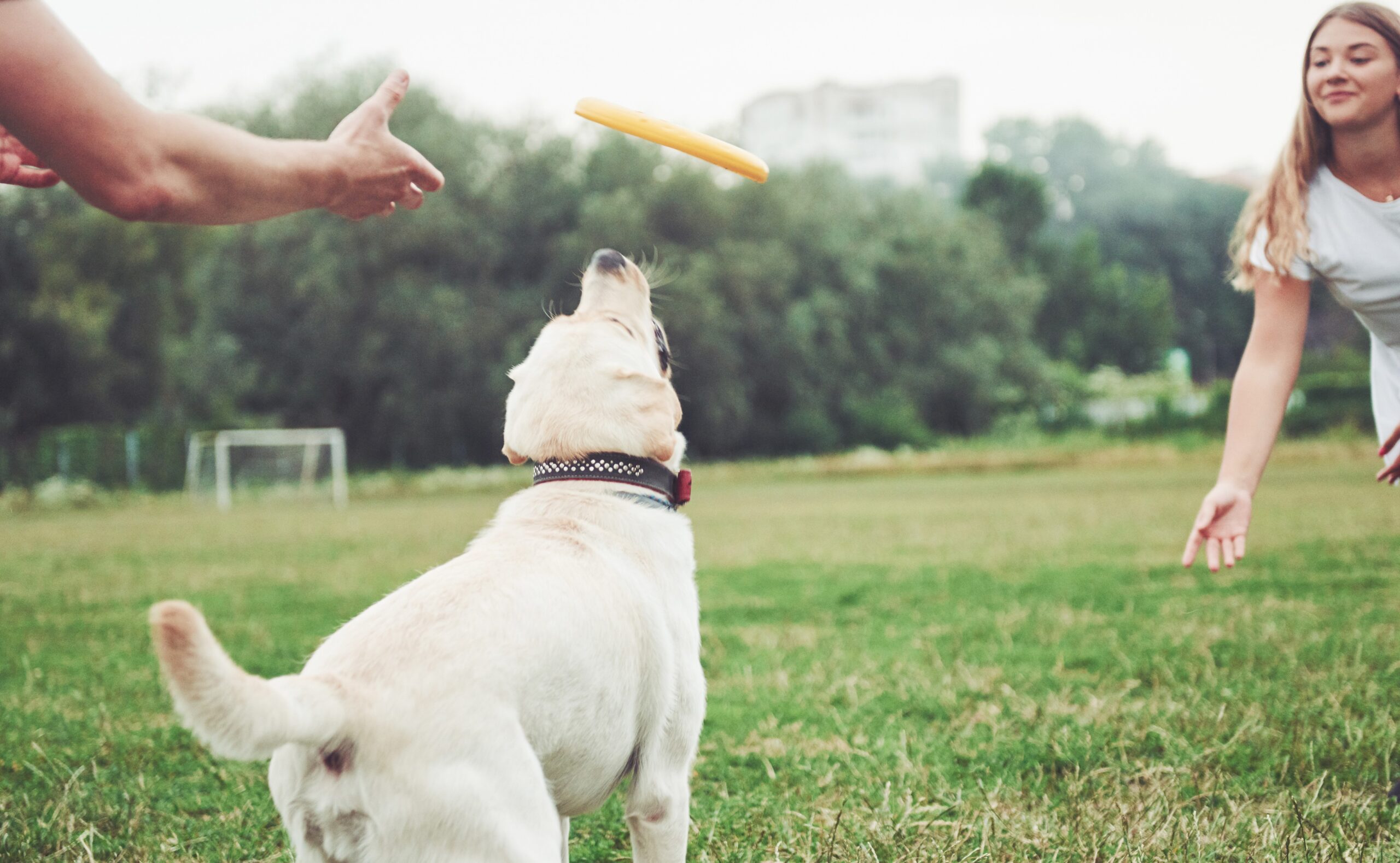 Advanced Obedience Taking training dog to the next level.