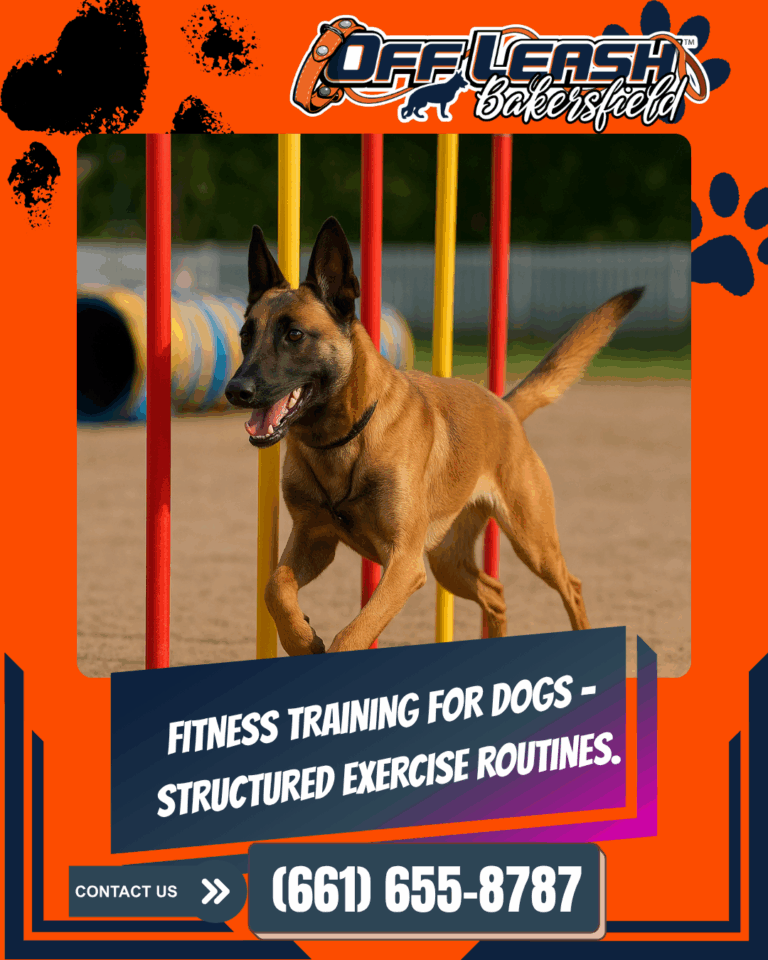 Fitness Training for Dogs – Structured exercise routines.
