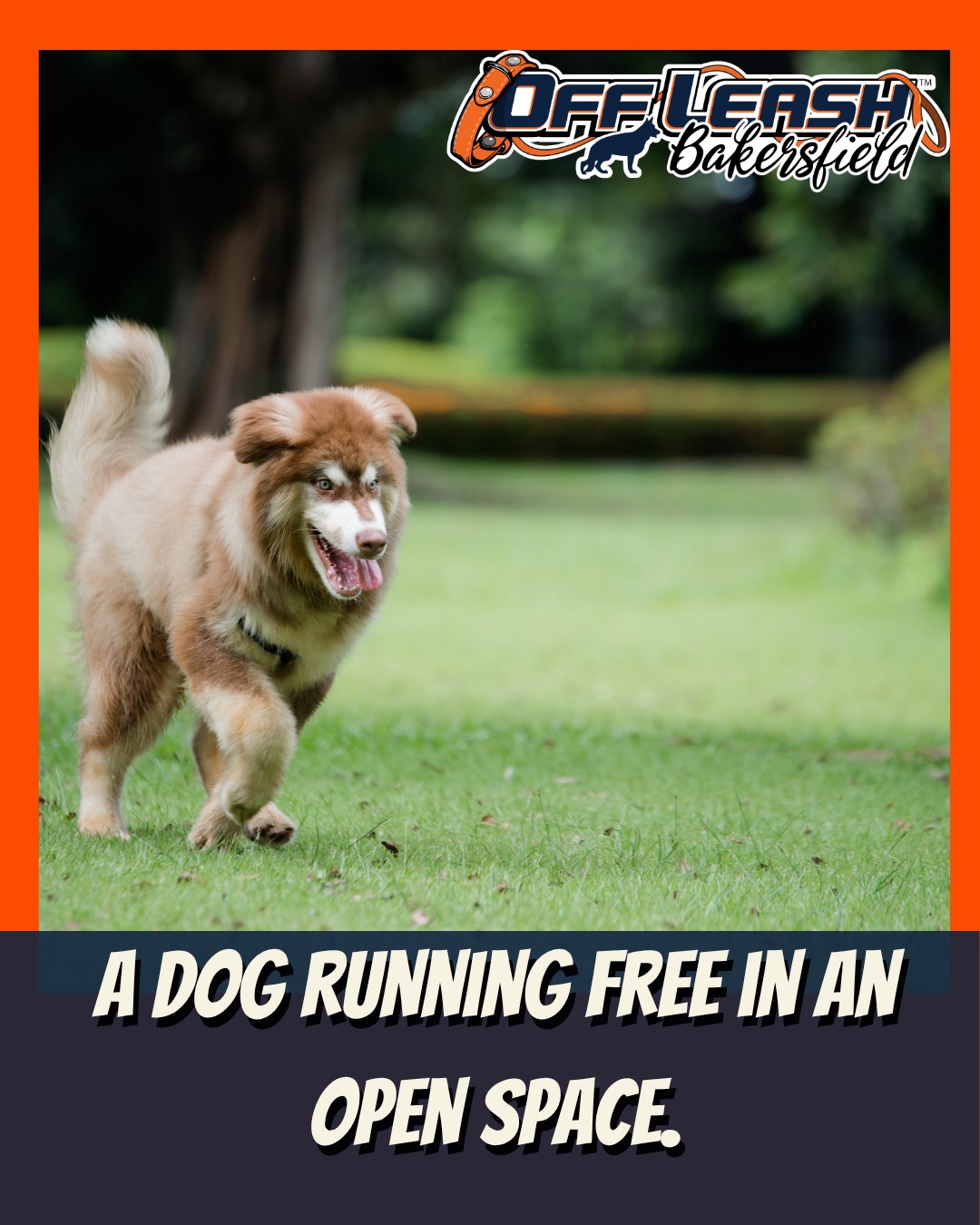 Dog running free in open space.
