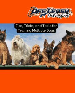 Multiple Dog Training – Managing two or more dogs together.