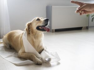 Potty Training Tips  For puppies and rescues.