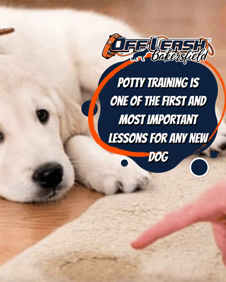 Potty Training Tips For puppies and rescues.