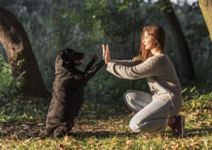 Professional Dog Obedience & Behavior Training