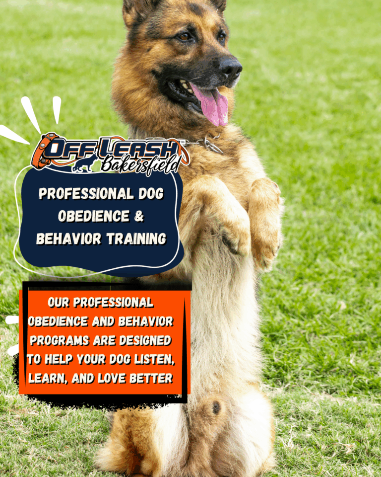 Professional Dog Obedience & Behavior Training
