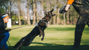 Reliable Dog Training by Experts You Can Trust
