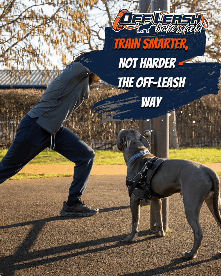 Train Smarter, Not Harder – The Off-Leash Way