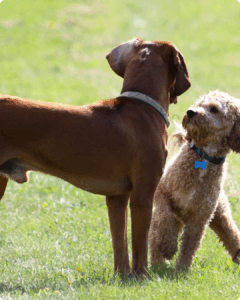 When Dog Training Meets Trust, Magic Happens.